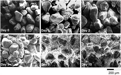 Biofilm vs. Planktonic Lifestyle: Consequences for Pesticide 2,4-D Metabolism by Cupriavidus necator JMP134